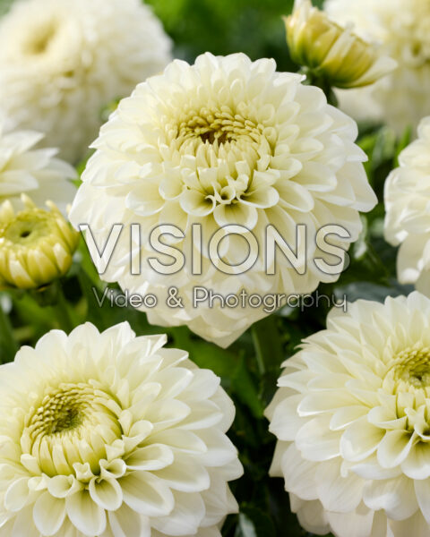 Dahlia Haildrop Dahlia Haildrop