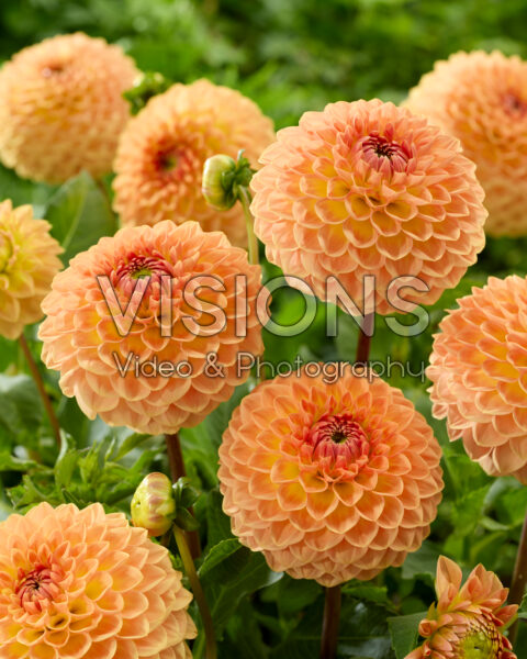 Dahlia Blyton Softer Gleam