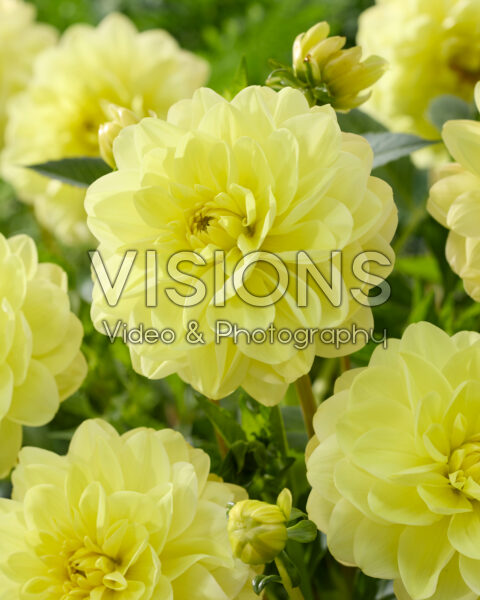 Dahlia Glorie van Heemstede