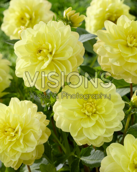 Dahlia Glorie van Heemstede Dahlia Glorie van Heemstede