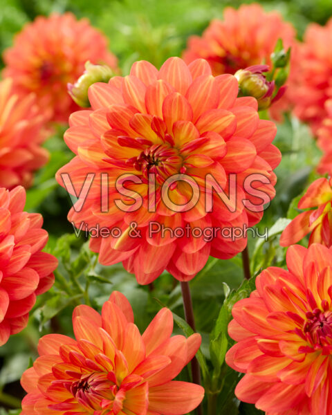 Dahlia Graceland Dahlia Graceland