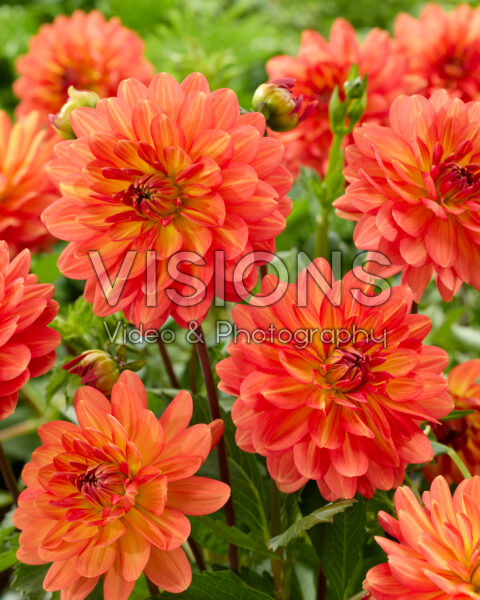 Dahlia Graceland Dahlia Graceland