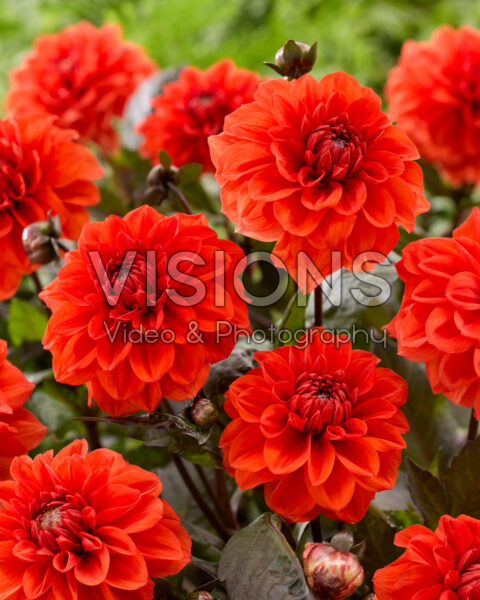 Dahlia Ellen Houston