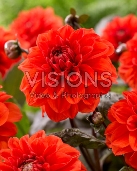 Dahlia Ellen Houston