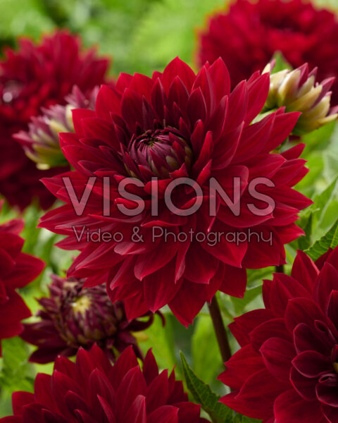 Dahlia Stefan Dahlia Stefan