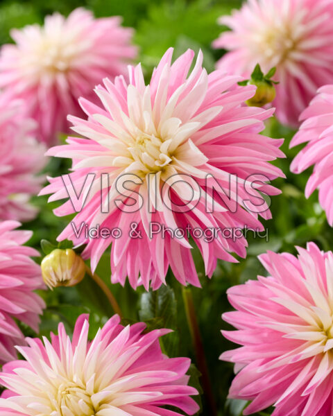 Dahlia Alloway Candy Dahlia Alloway Candy