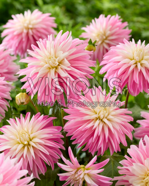 Dahlia Alloway Candy Dahlia Alloway Candy