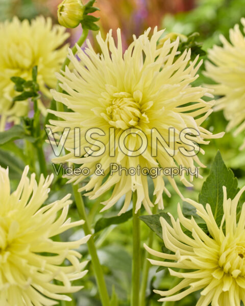 Dahlia Yellow star