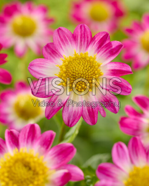 Dahlia Freya's Sweetheart