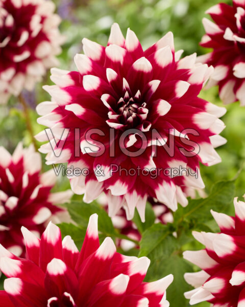 Dahlia Mystery Day Dahlia Mystery Day