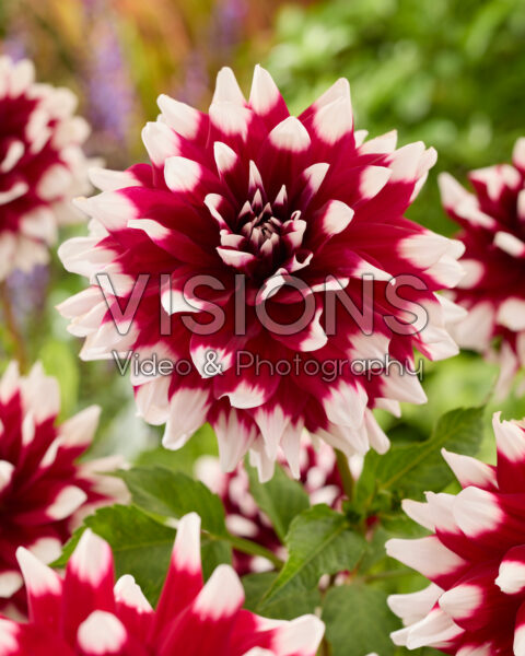Dahlia Mystery Day Dahlia Mystery Day