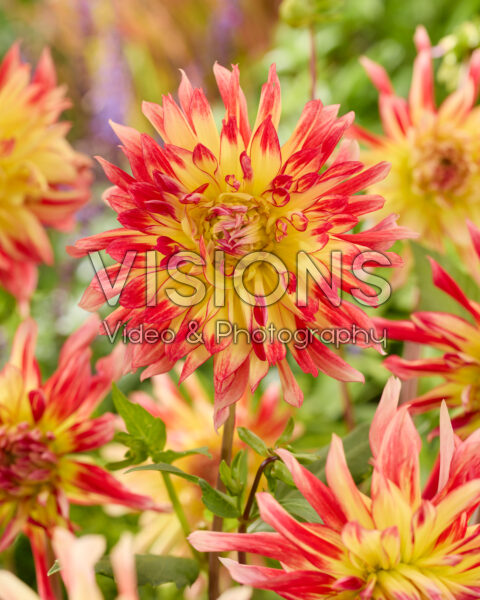 Dahlia Vuurvogel Dahlia Vuurvogel