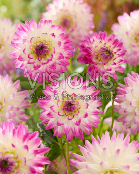 Dahlia Jura