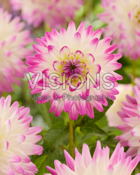 Dahlia Jura