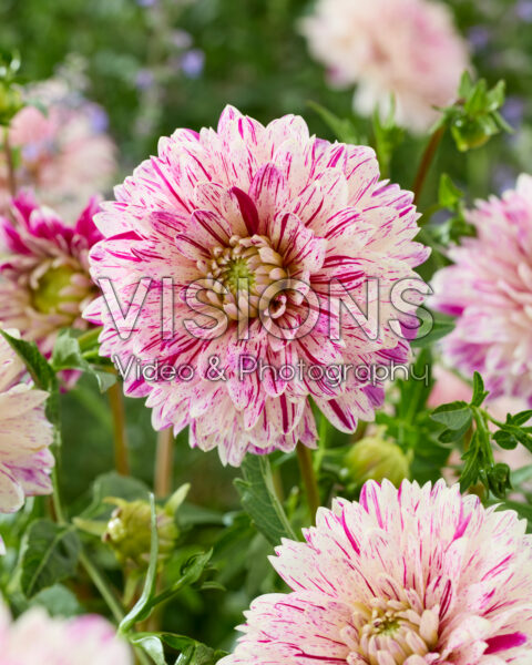 Dahlia Smokey