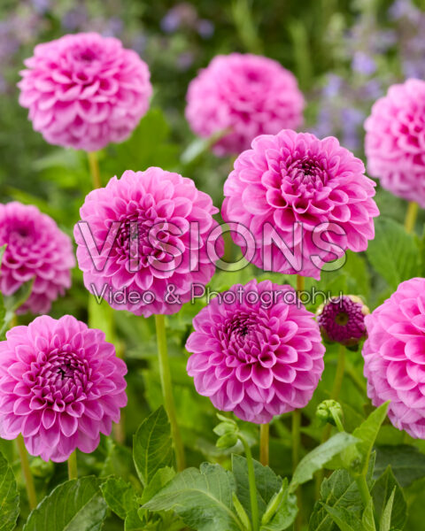 Dahlia Boy Scout