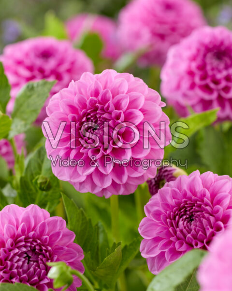 Dahlia Boy Scout