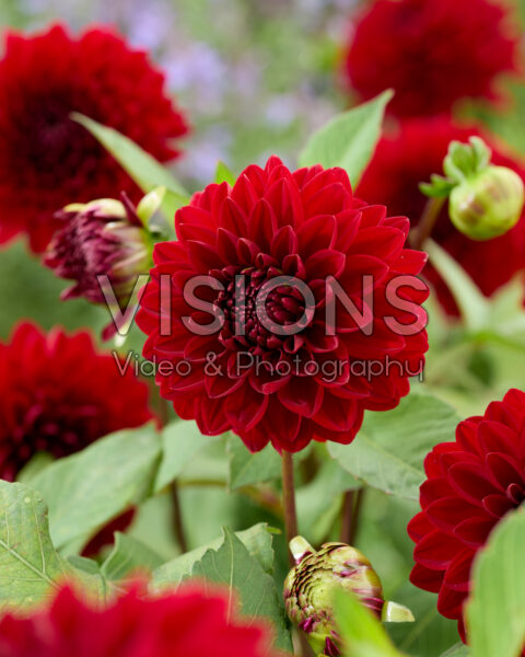 Dahlia Night Queen Dahlia Night Queen