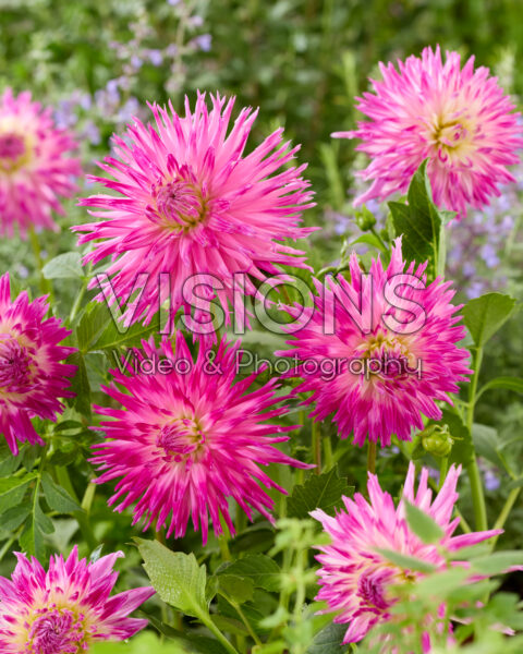 Dahlia Veritable