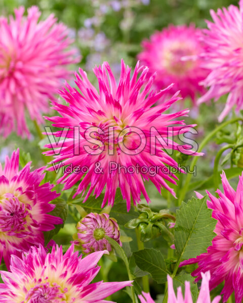 Dahlia Veritable Dahlia Veritable