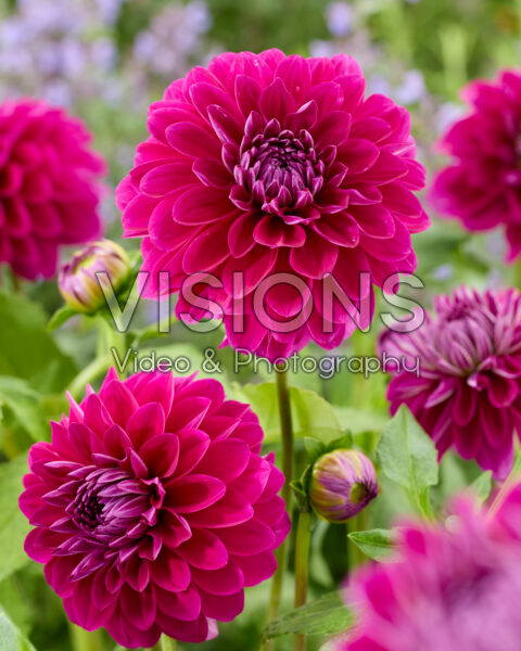 Dahlia Randy Crawford