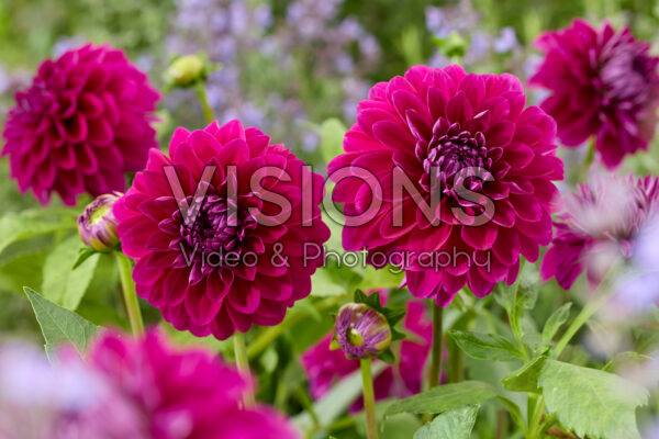 Dahlia Randy Crawford