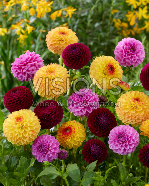 Dahlia gemengd Dahlia gemengd