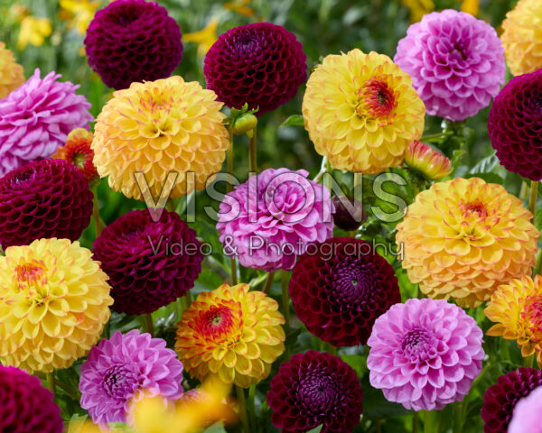 Dahlia mixed Dahlia mixed