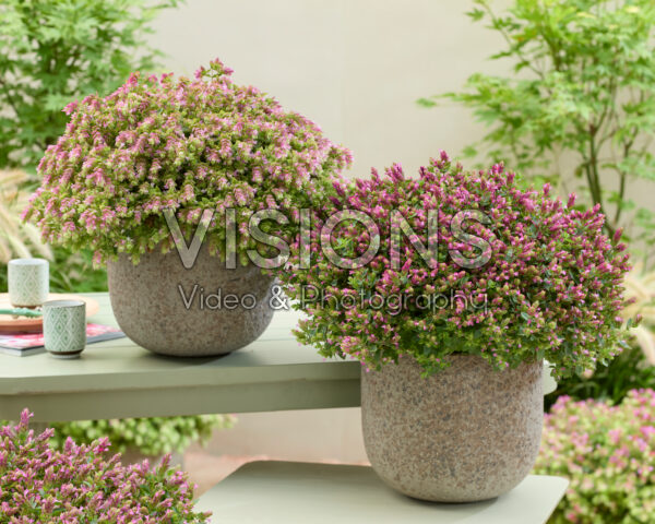 Origanum HOPPI™ Joy, HOPPI™ Cheer