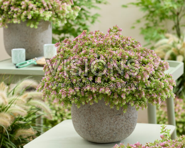 Origanum HOPPI™ Joy