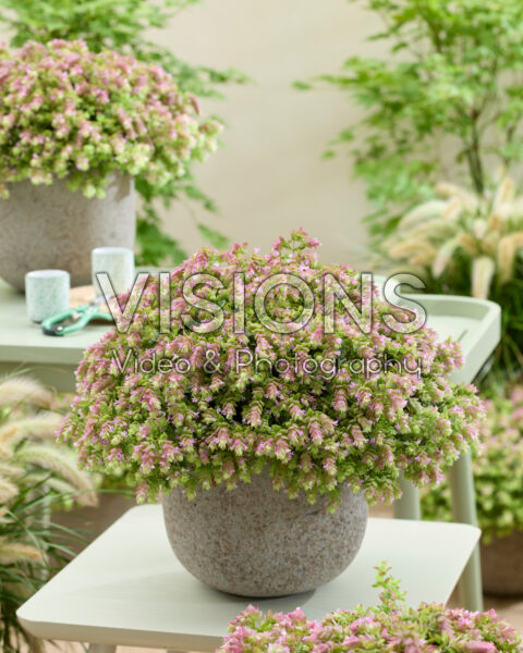 Origanum HOPPI™ Joy