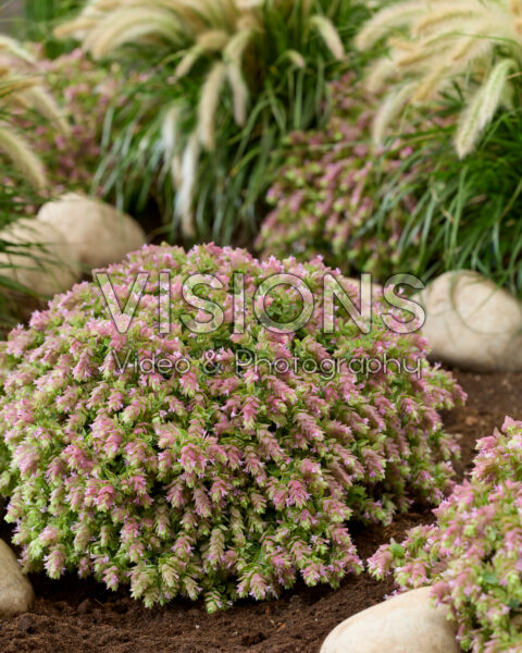 Origanum HOPPI™ Joy
