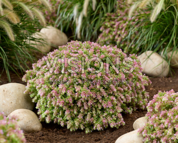 Origanum HOPPI™ Joy