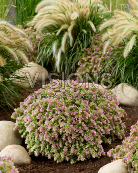 Origanum HOPPI™ Joy
