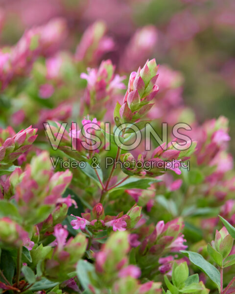 Origanum HOPPI™ Cheer Origanum HOPPI™ Cheer