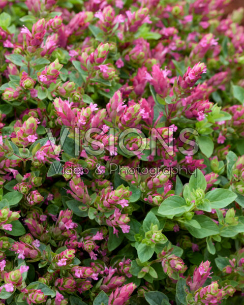 Origanum HOPPI⢠Cheer Origanum HOPPI⢠Cheer