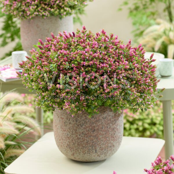 Origanum HOPPI™ Cheer