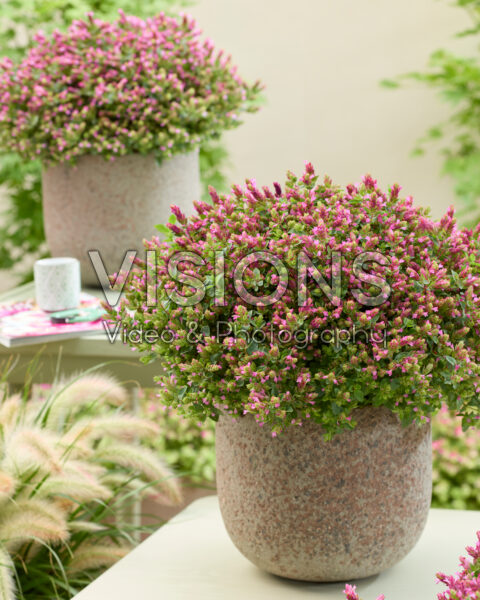 Origanum HOPPI™ Cheer