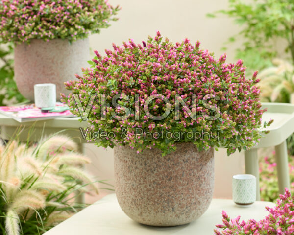 Origanum HOPPI⢠Cheer Origanum HOPPI⢠Cheer