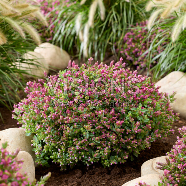 Origanum HOPPI™ Cheer Origanum HOPPI™ Cheer