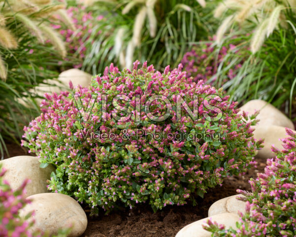 Origanum HOPPI™ Cheer Origanum HOPPI™ Cheer