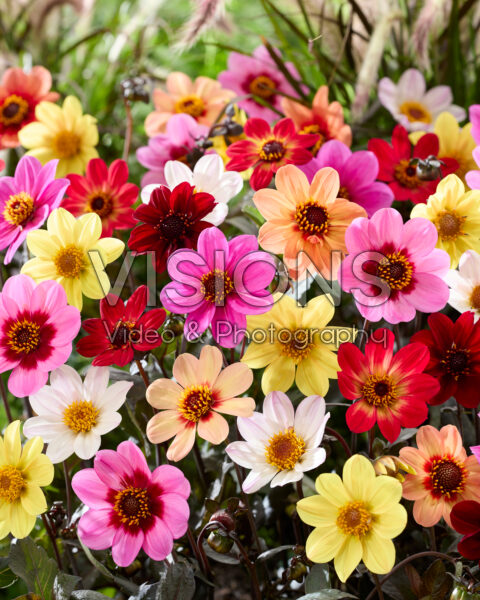 Dahlia Happy Single mix Dahlia Happy Single mix
