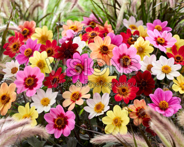 Dahlia Happy Single mix
