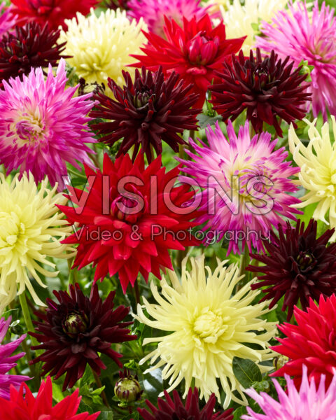 Dahlia semi-cactus mix Dahlia semi-cactus mix