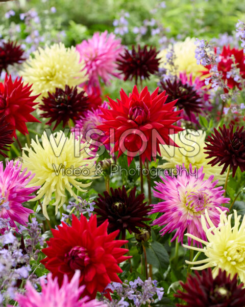 Dahlia semi-cactus mix