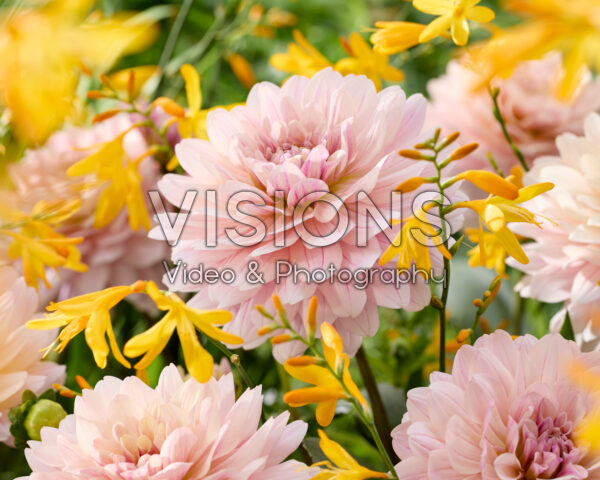 Dahlia Glossy Annika Dahlia Glossy Annika