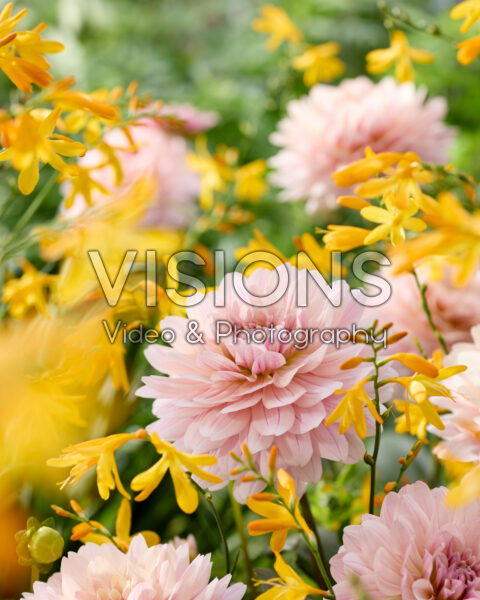 Dahlia Glossy Annika