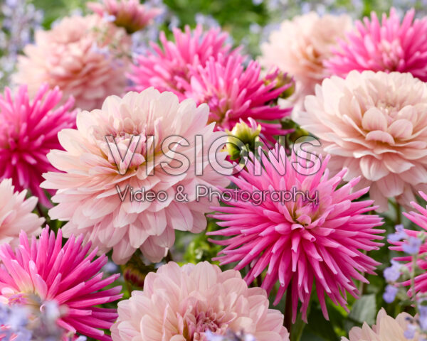 Dahlia Tui Avis, Glossy Annika