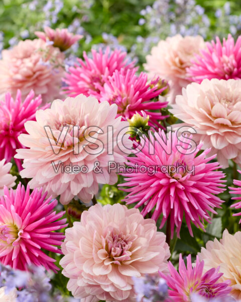 Dahlia Tui Avis, Glossy Annika Dahlia Tui Avis, Glossy Annika