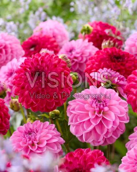 Dahlia Pink Pop, Dorothy Rose